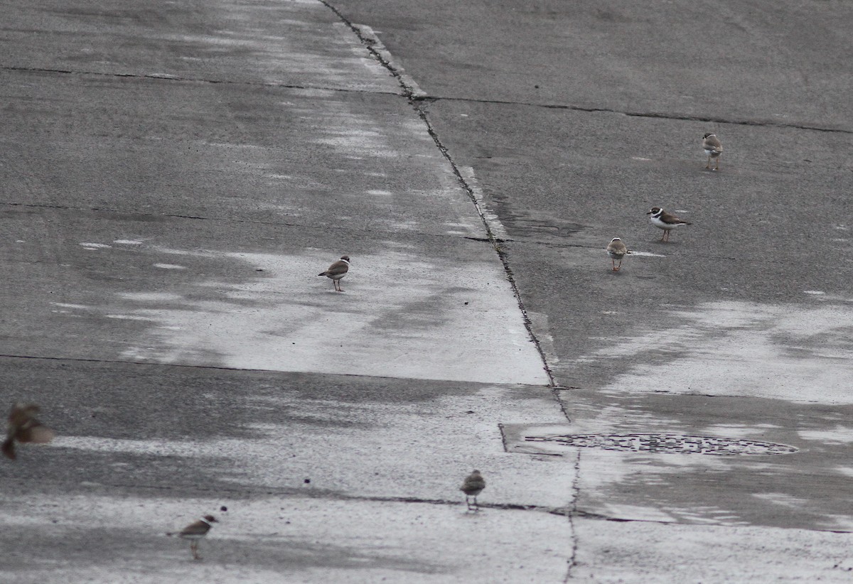 Semipalmated Plover - ML510603431