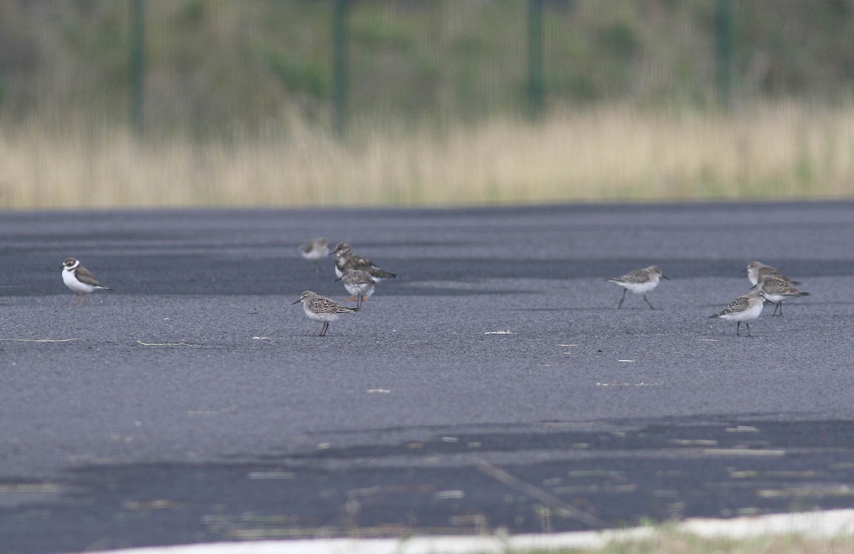 White-rumped Sandpiper - ML510603491