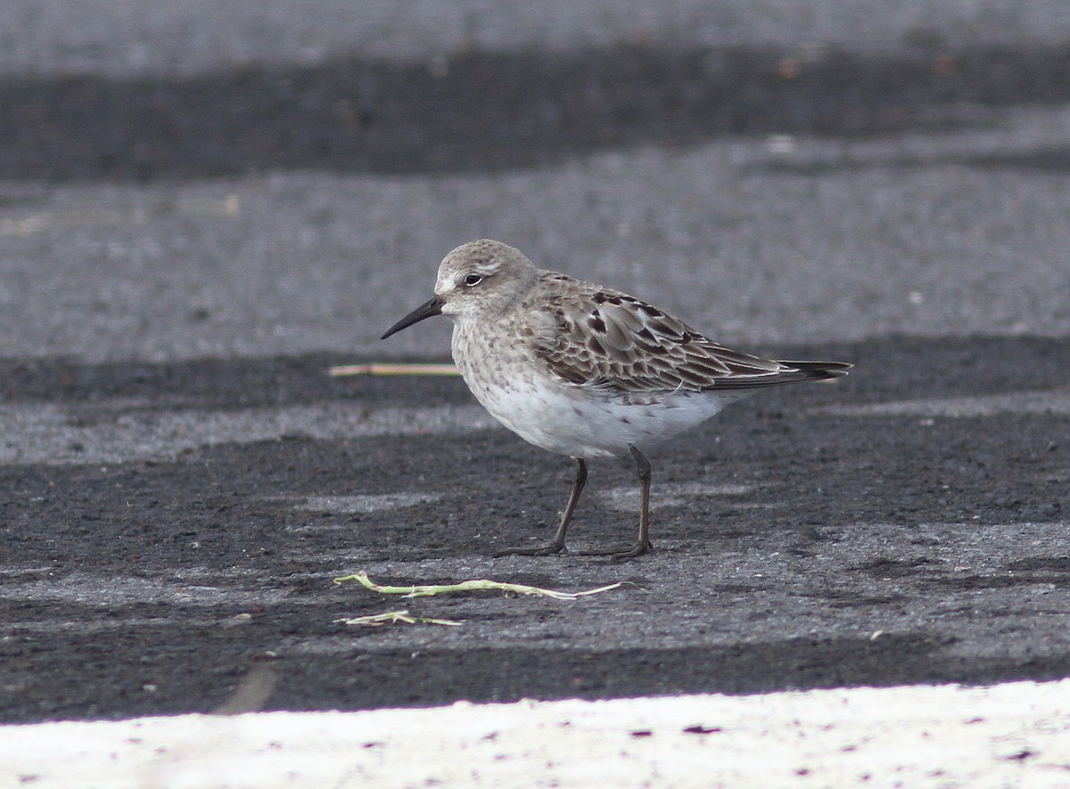 White-rumped Sandpiper - ML510603501