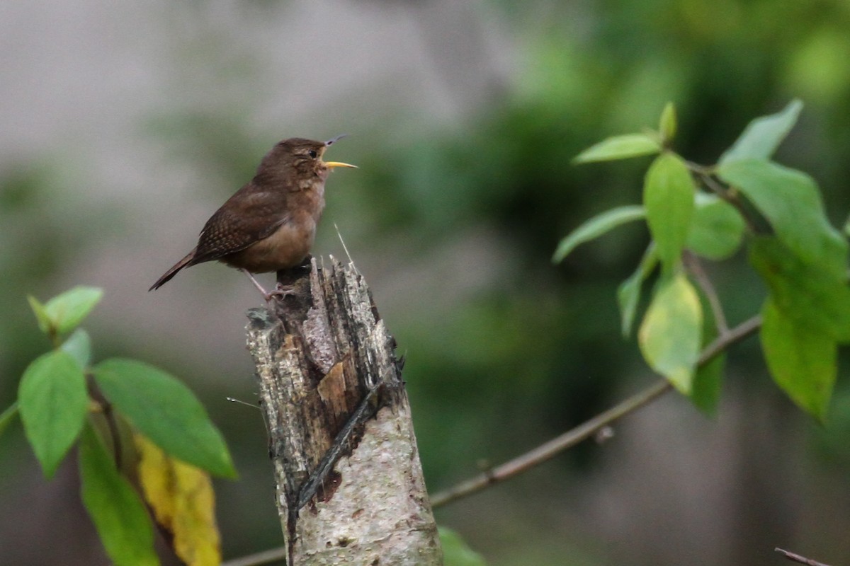 House Wren - ML51060381