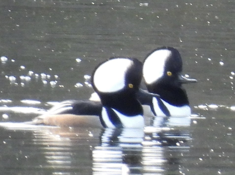 Hooded Merganser - ML510603951