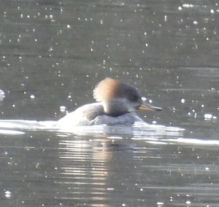 Hooded Merganser - ML510603961