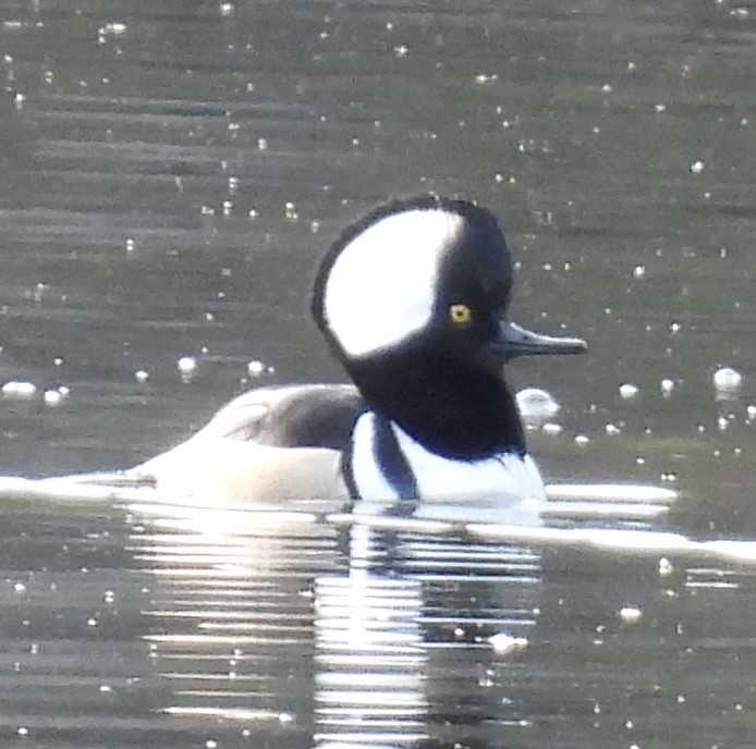 Hooded Merganser - ML510603971