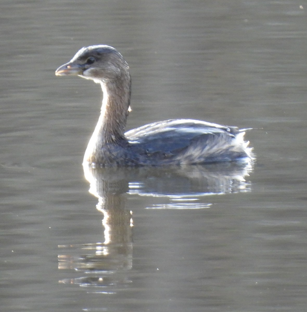 Pied-billed Grebe - ML510604041