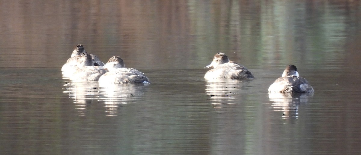 Ruddy Duck - ML510604051