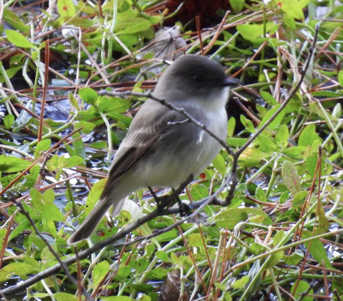 Eastern Phoebe - ML510604111