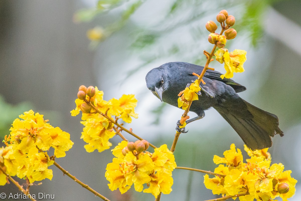 Cuban Blackbird - Adriana Dinu