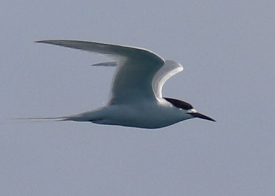 White-fronted Tern - ML510604471