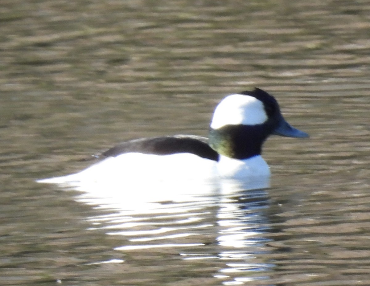 Bufflehead - ML510604481