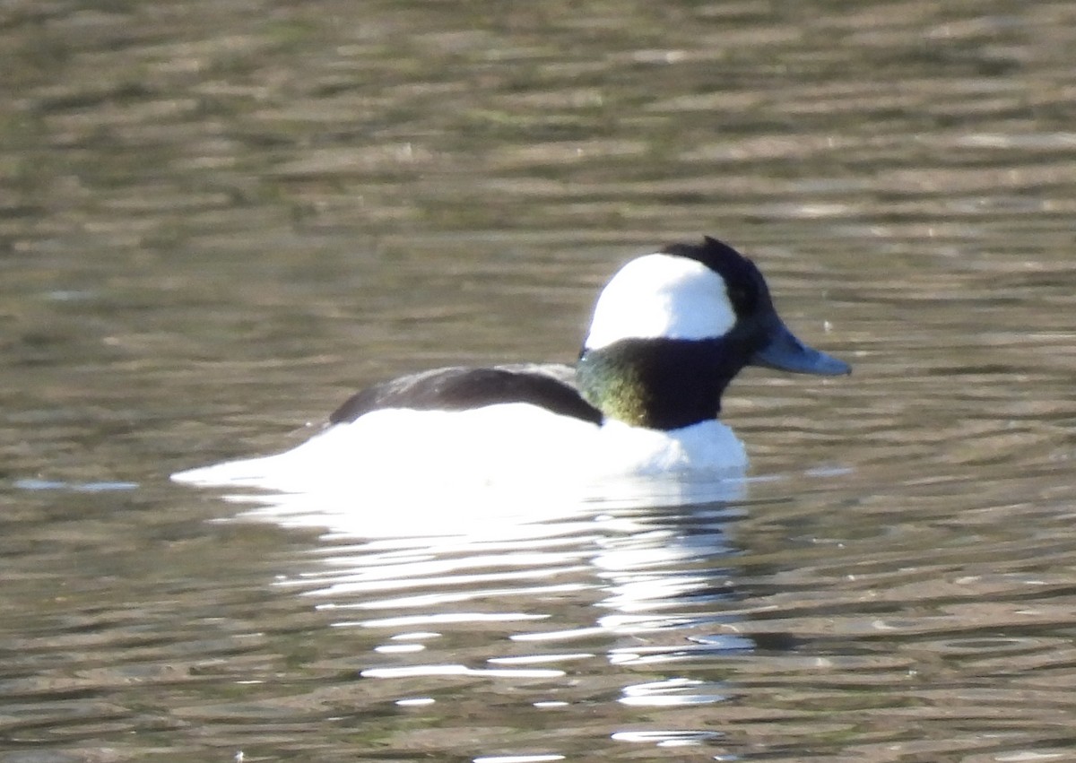 Bufflehead - ML510604491