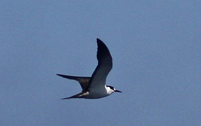 Sooty Tern - ML510605181