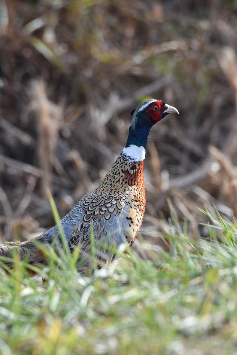 Ring-necked Pheasant - Andrea Heine