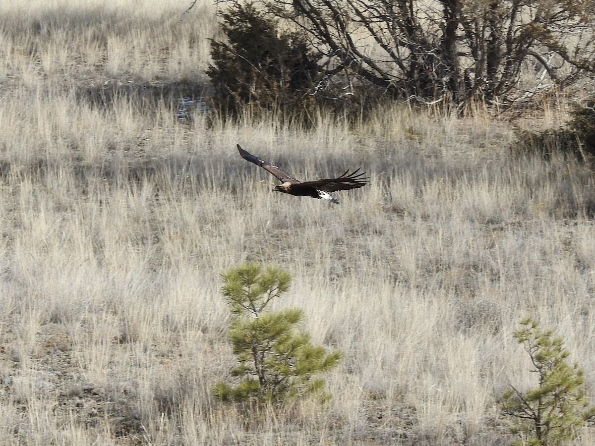 Golden Eagle - Shane Sater