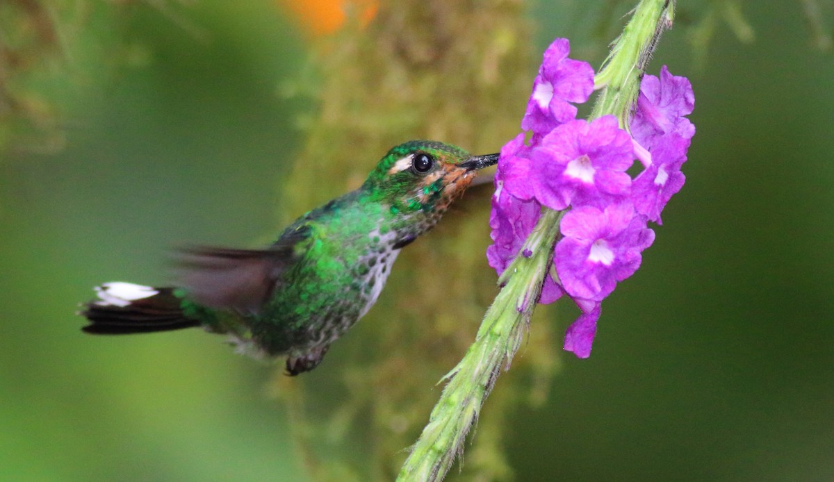 Purple-bibbed Whitetip - Rick Folkening