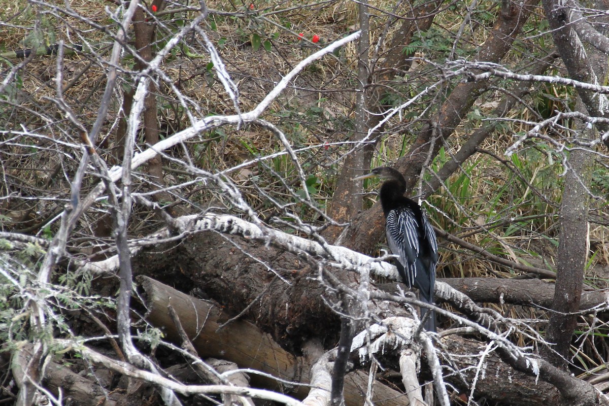 Anhinga Americana - ML51060901