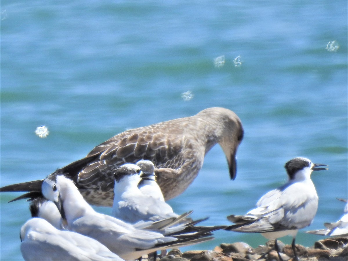 Sandwich Tern - ML510609141