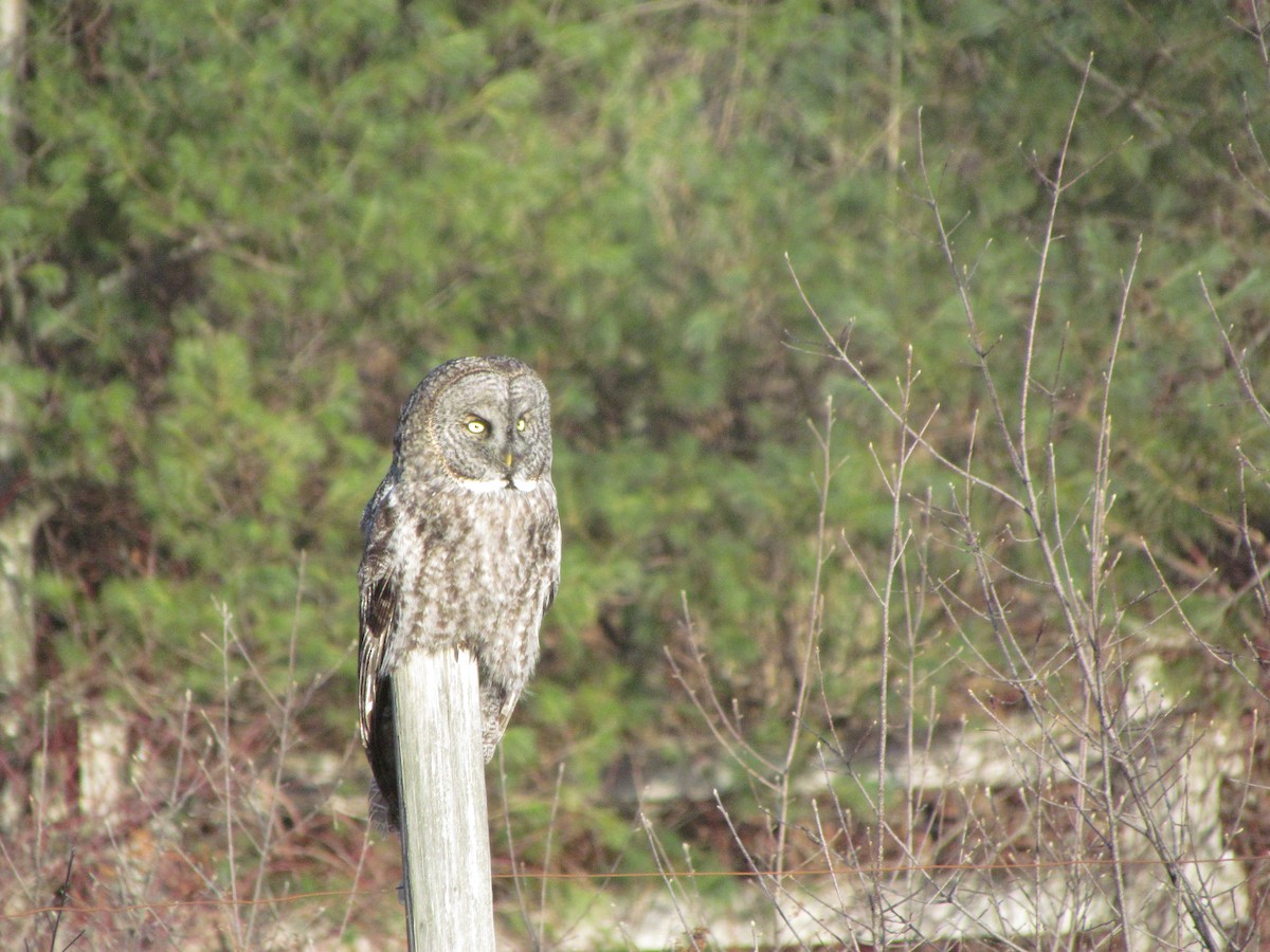 カラフトフクロウ - ML51061101