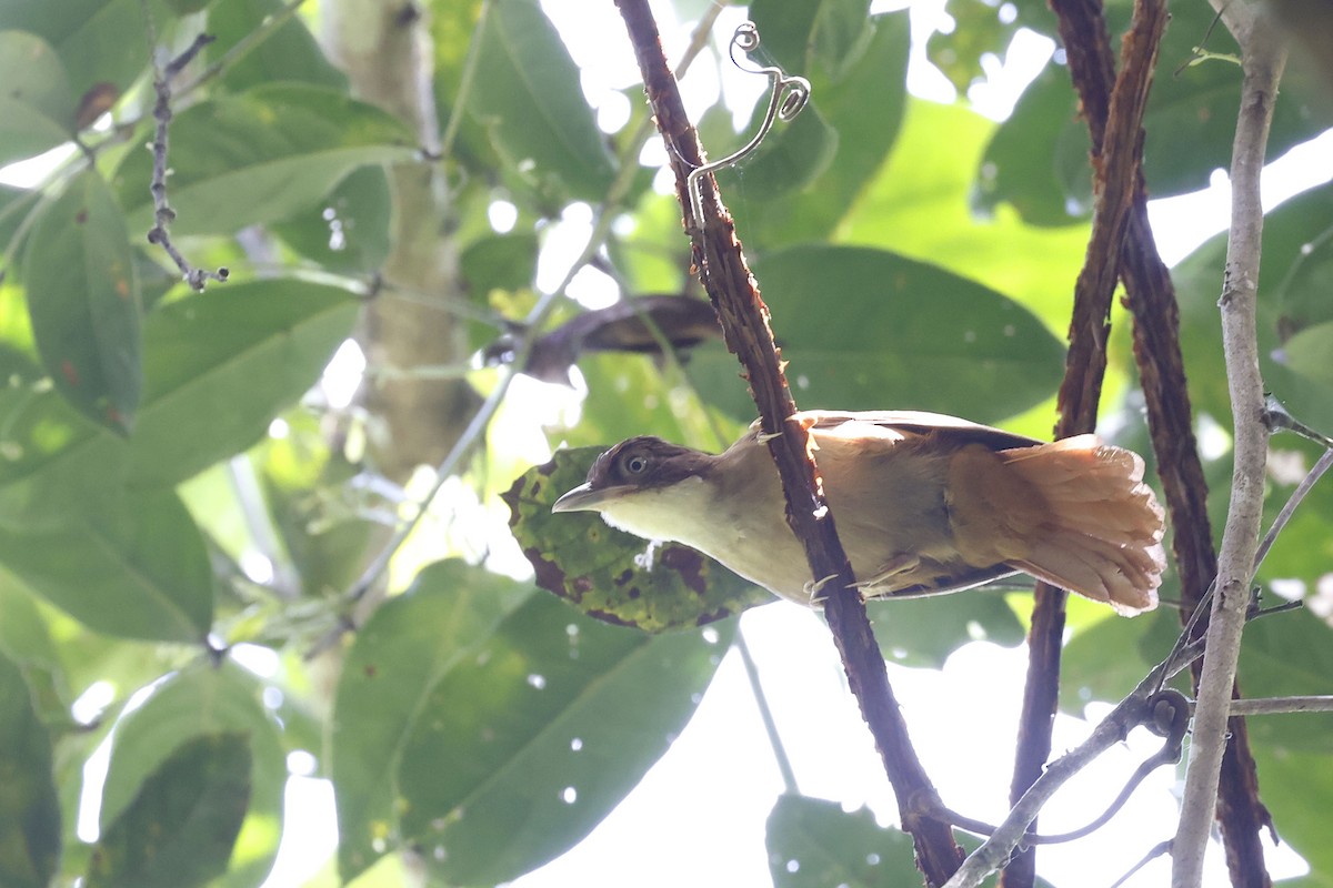 Pernambuco Foliage-gleaner - ML510611351