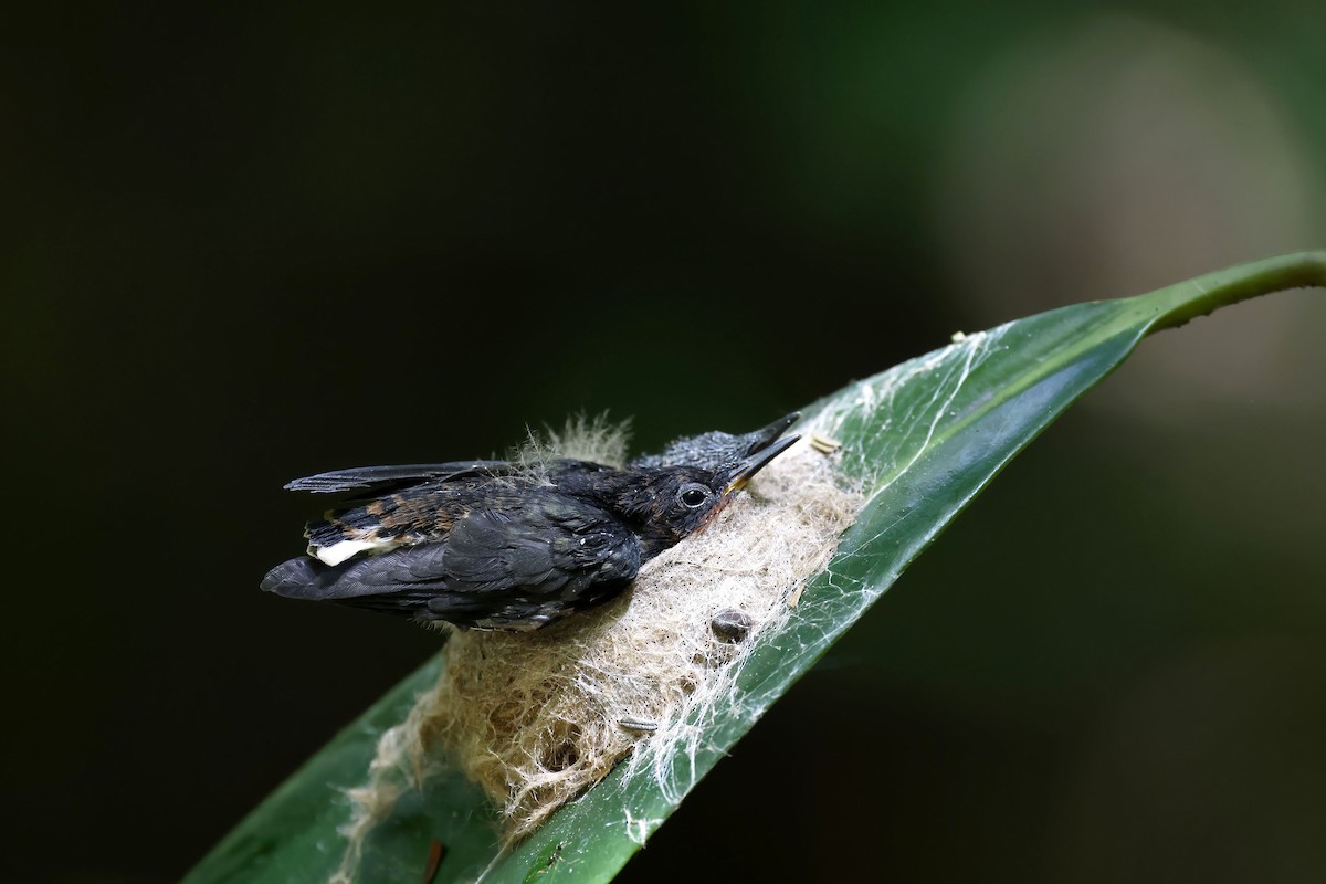 Kara Yakalı Kolibri - ML510611451