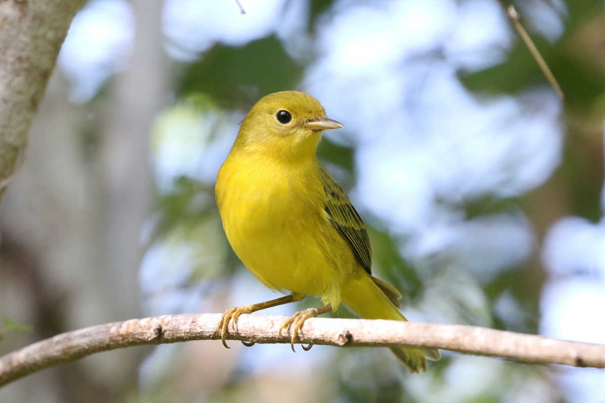 Northern/Mangrove Yellow Warbler - ML510611541