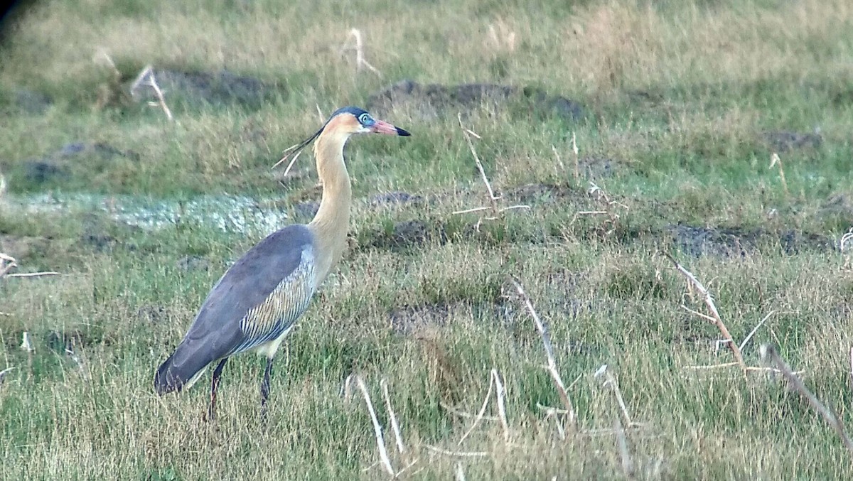 Whistling Heron - ML510611611