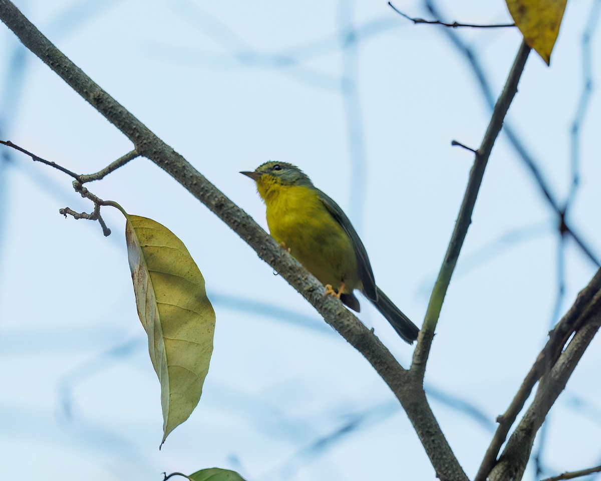 Golden-crowned Warbler - ML510611621