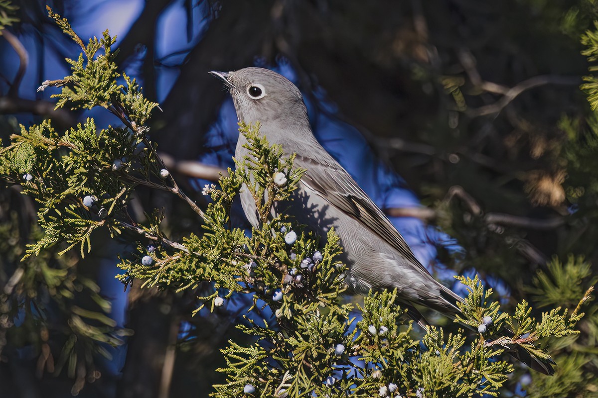 Townsend's Solitaire - Jim  Carr