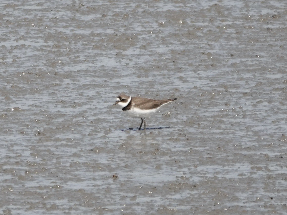 Semipalmated Plover - ML510612091