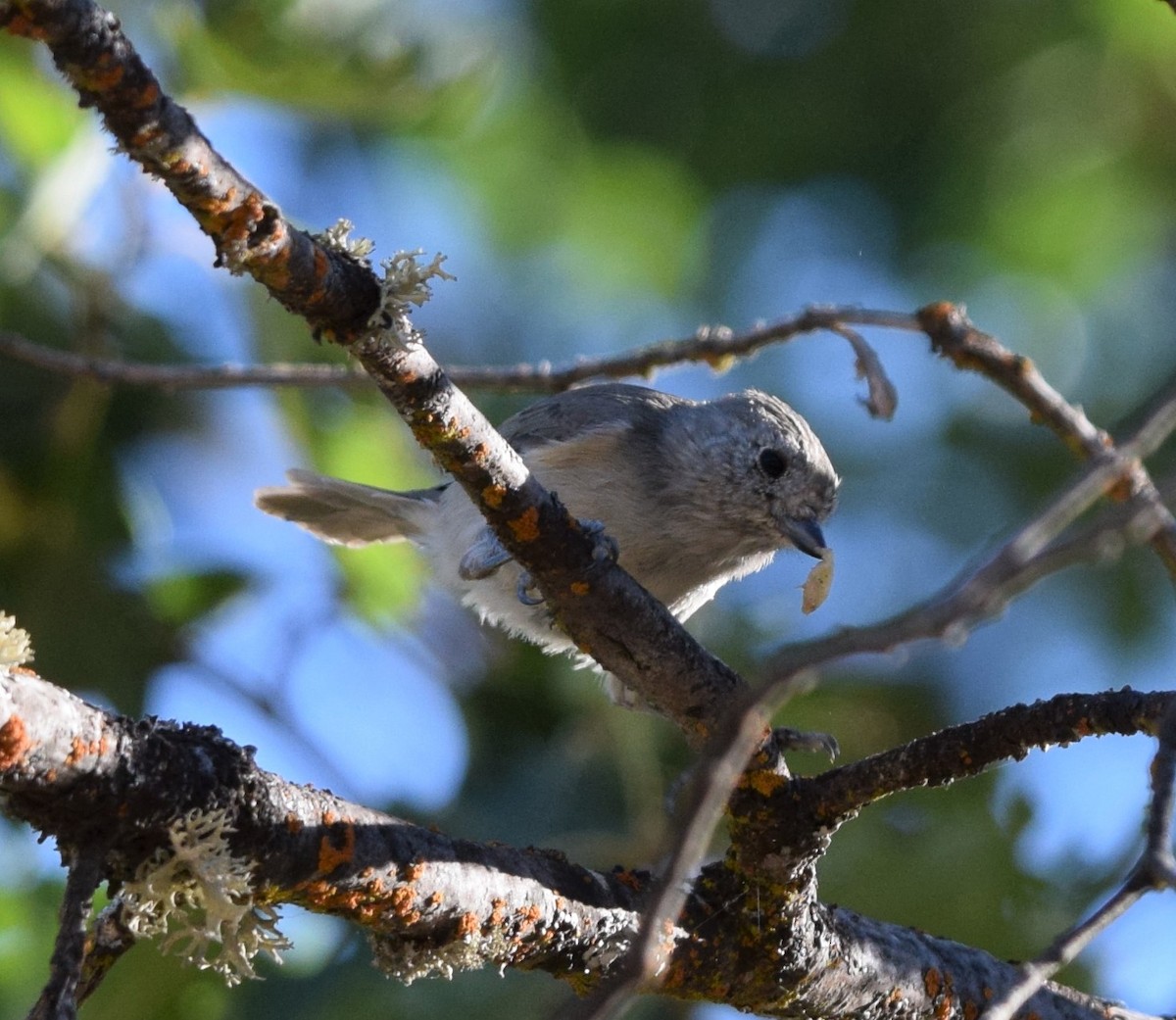 Oak Titmouse - ML510612401