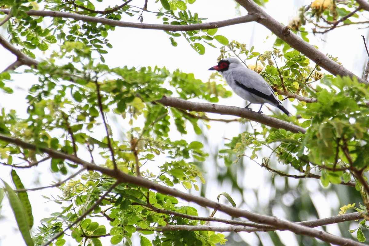 Masked Tityra - ML51061241