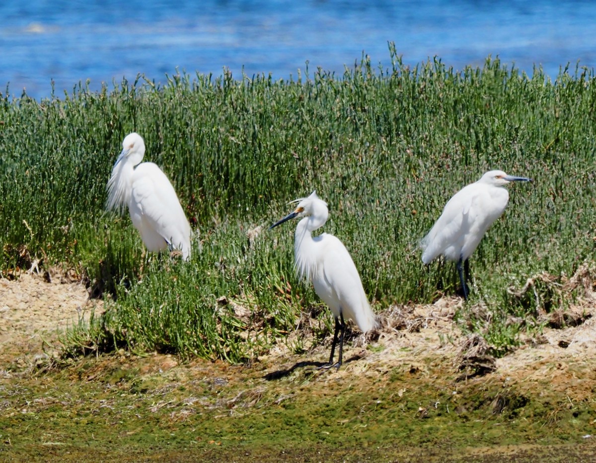 Little Egret (Australasian) - ML510612531