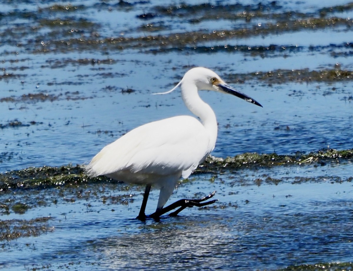 Little Egret (Australasian) - ML510612541