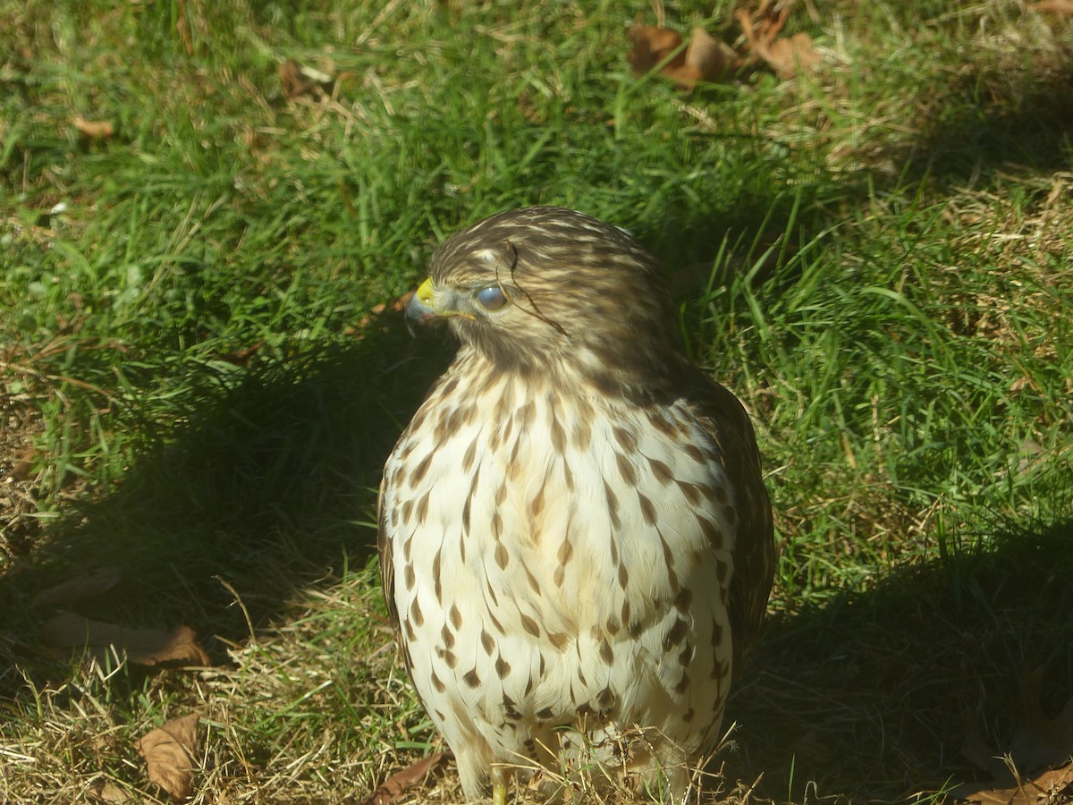 Red-shouldered Hawk - Mike Slater