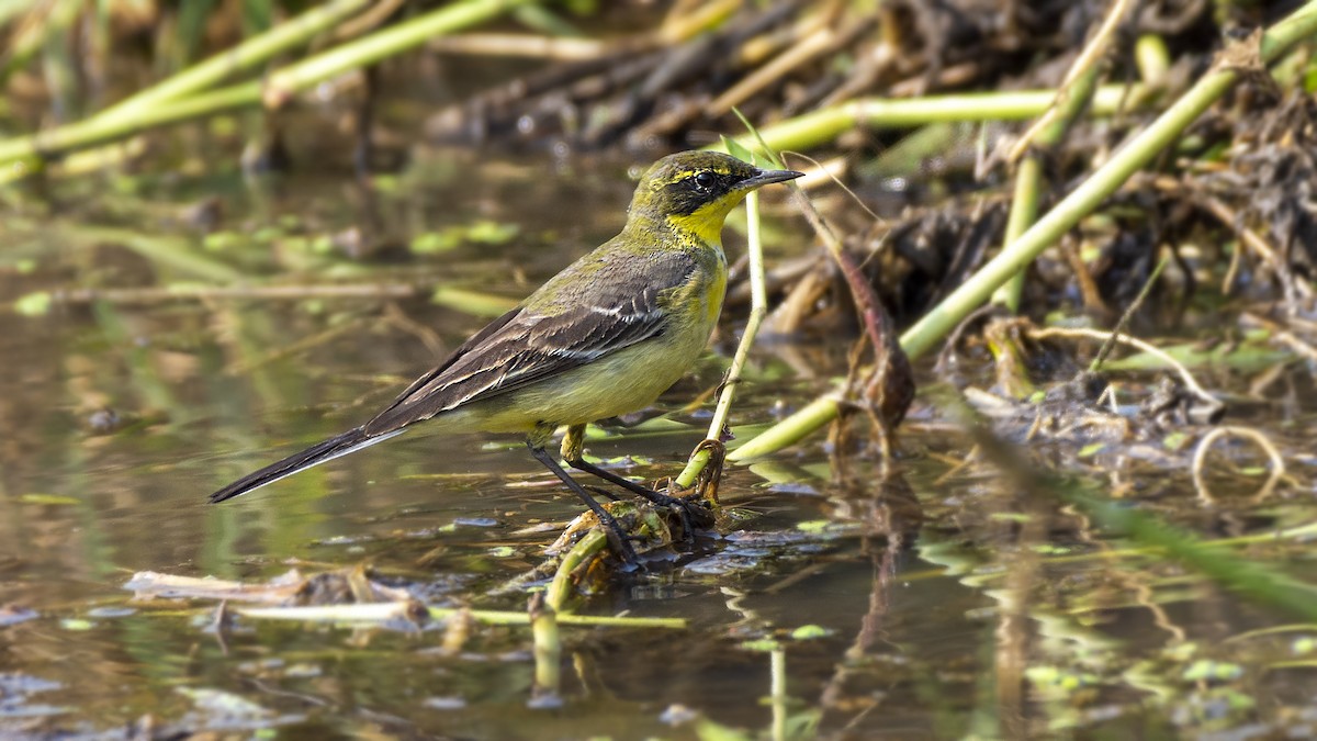 Eastern Yellow Wagtail - Prasenjit Bhattacharjee