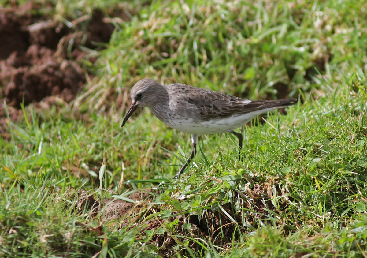 White-rumped Sandpiper - ML510615441