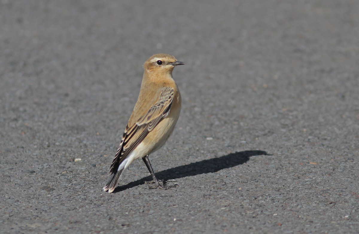 Northern Wheatear - ML510615551