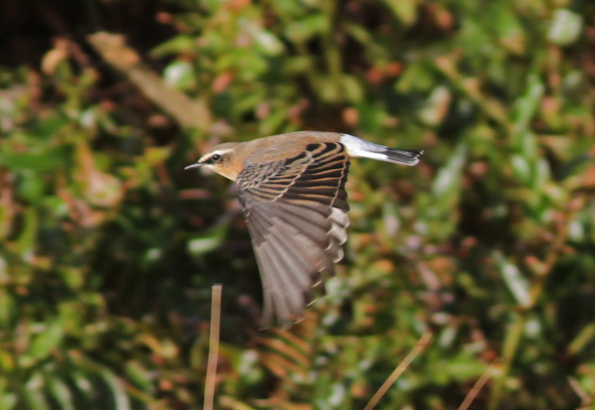 Northern Wheatear - ML510615571