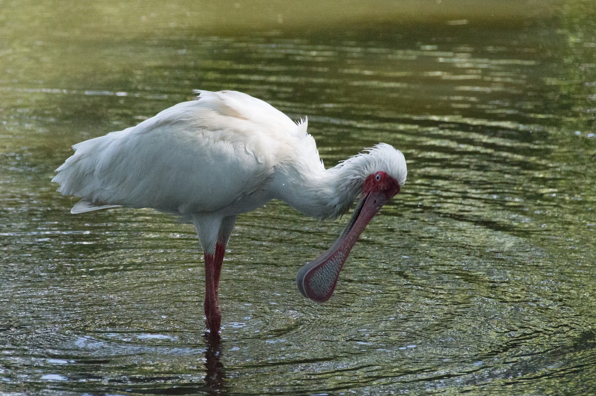 African Spoonbill - ML510615881