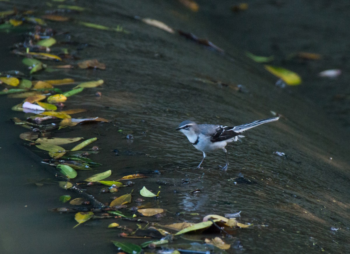 Mountain Wagtail - Calvin Harris