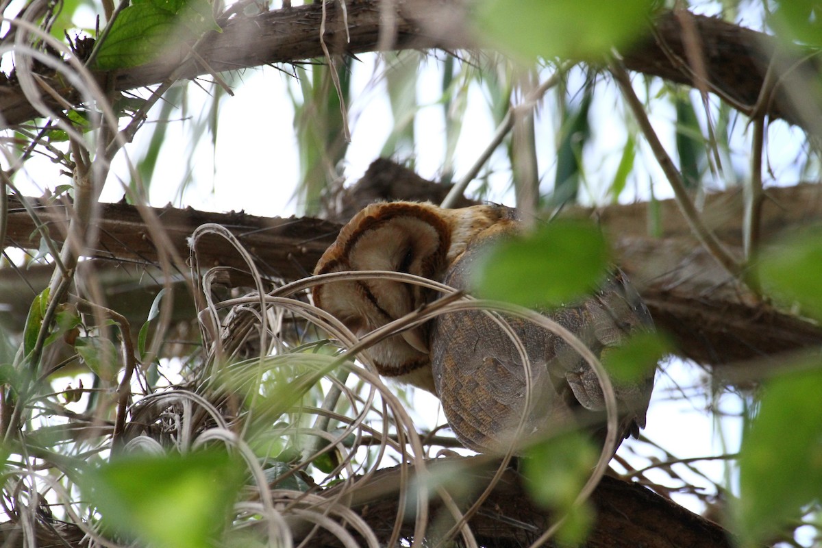 Barn Owl - ML51061641