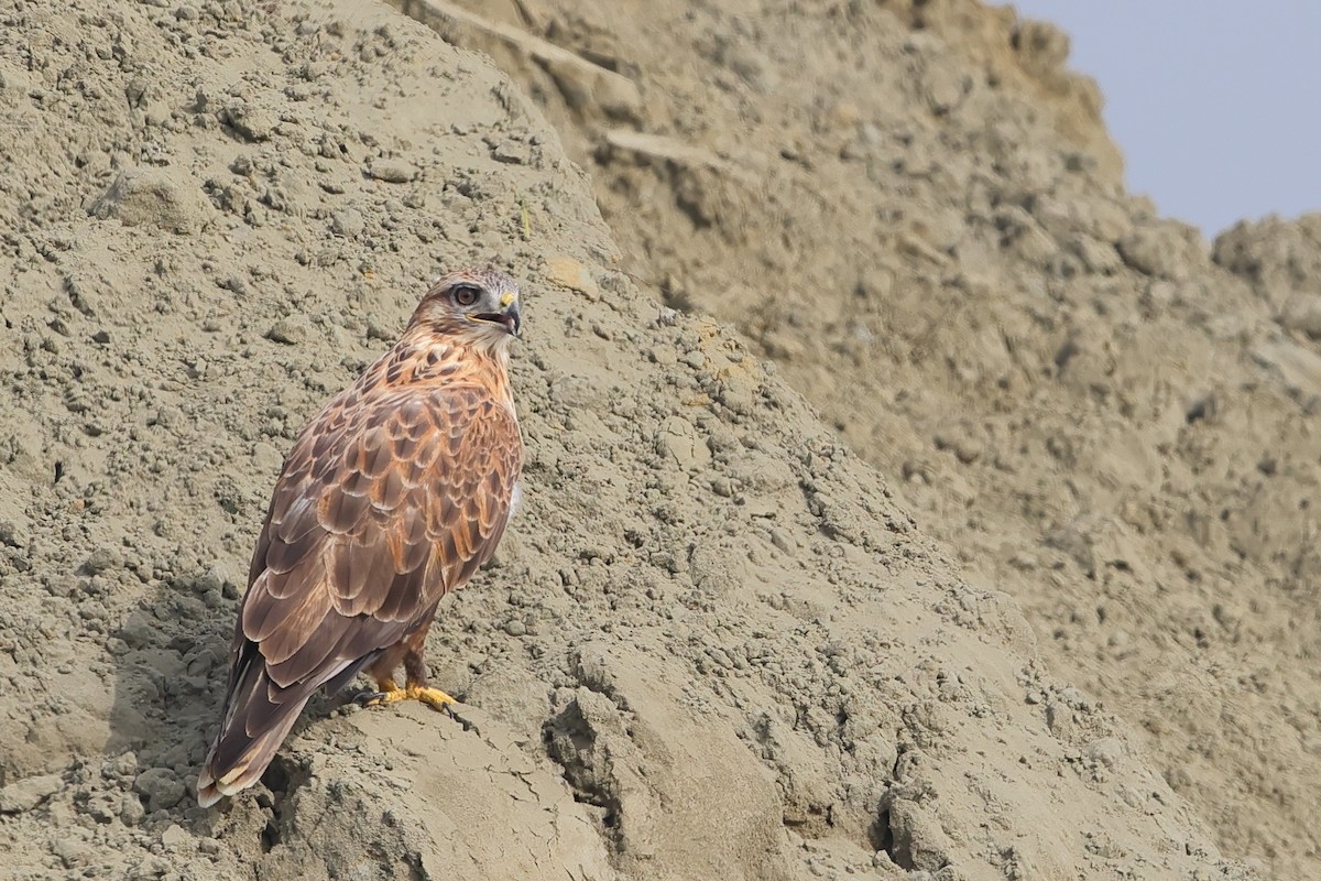 Upland Buzzard - ML510616491