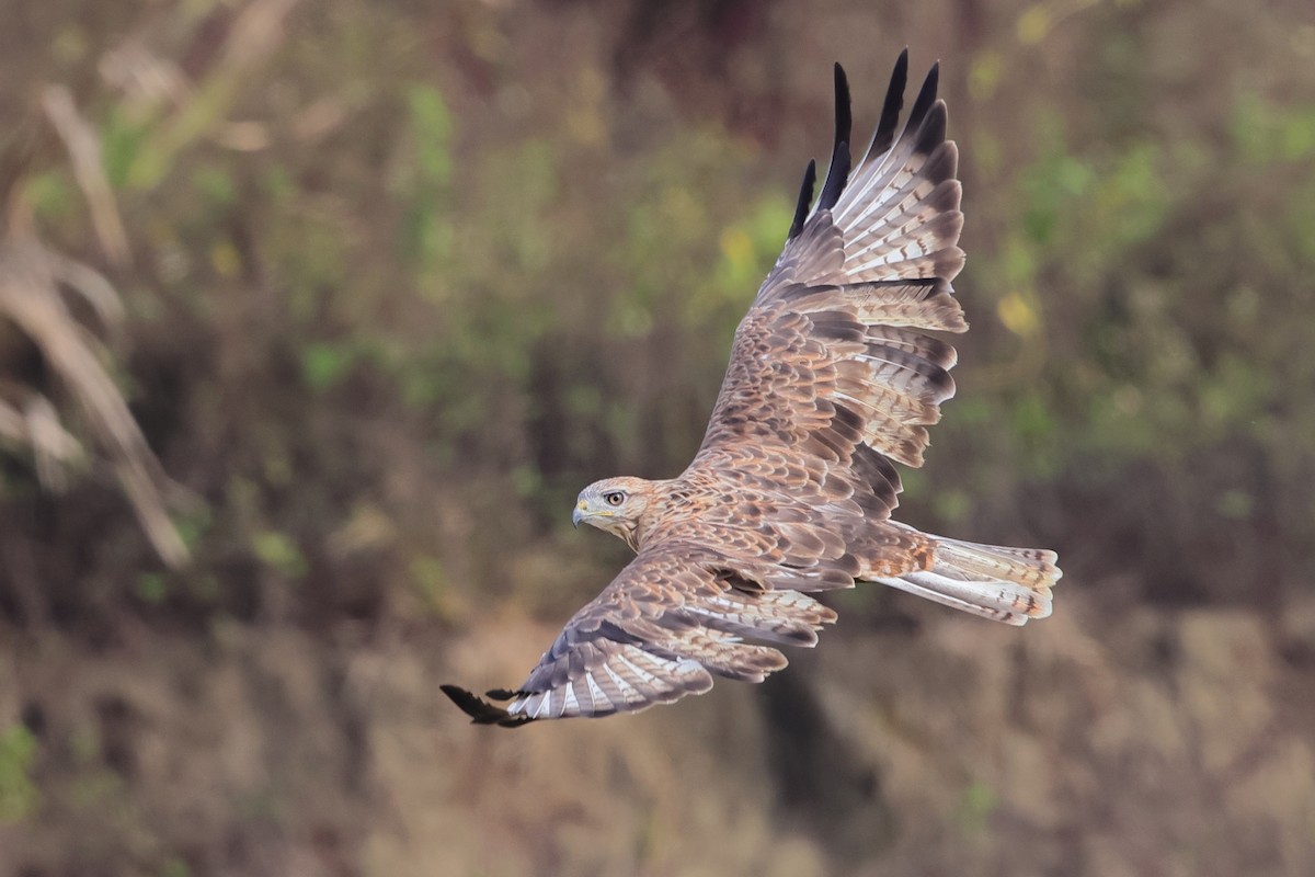 Upland Buzzard - ML510616501