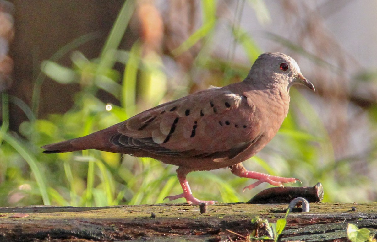 Ruddy Ground Dove - ML510617021