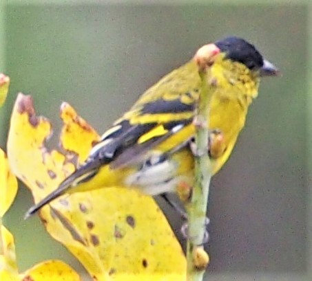 Spinus sp. - John Forcey