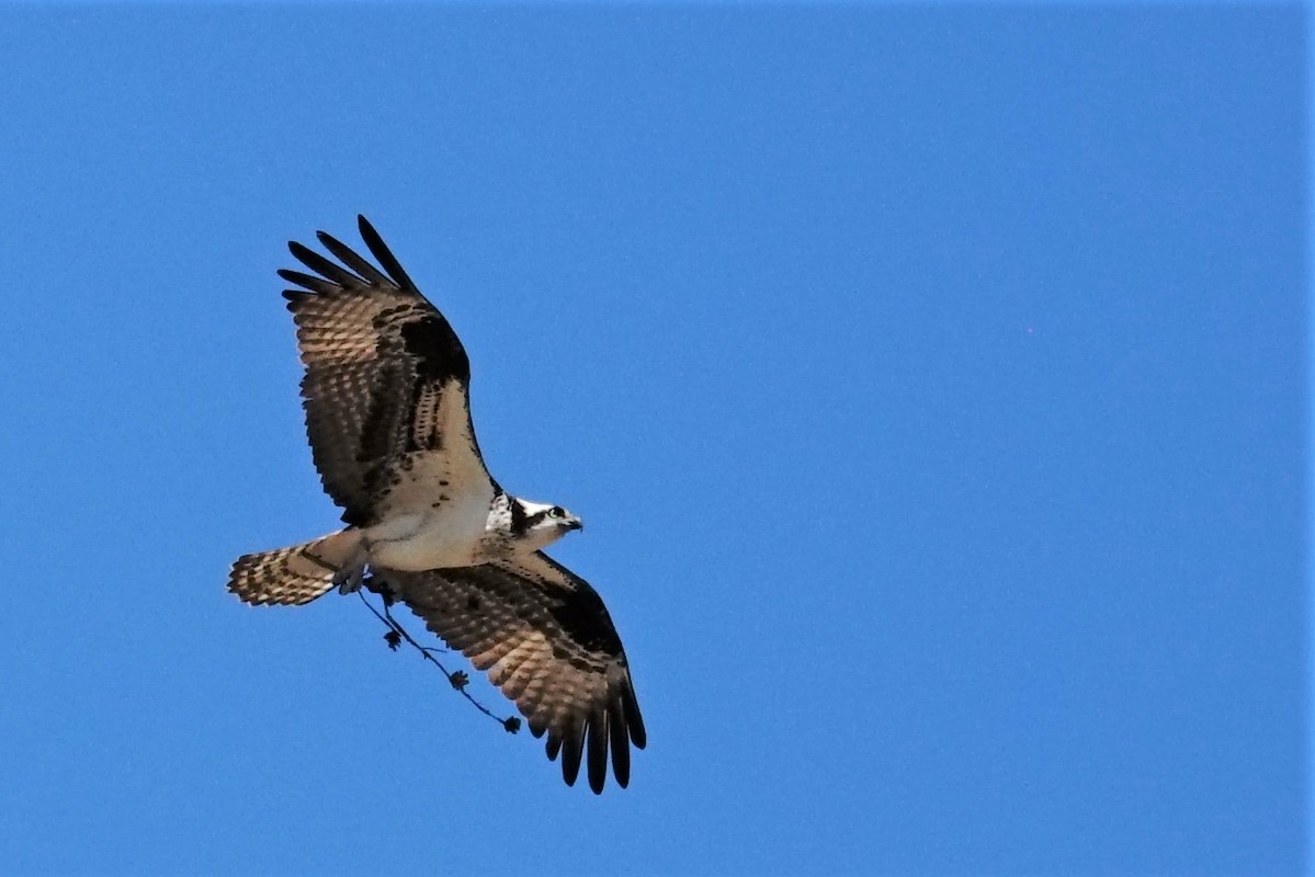 Osprey - ML510620631