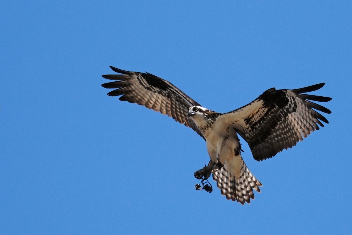 Osprey - ML510620751