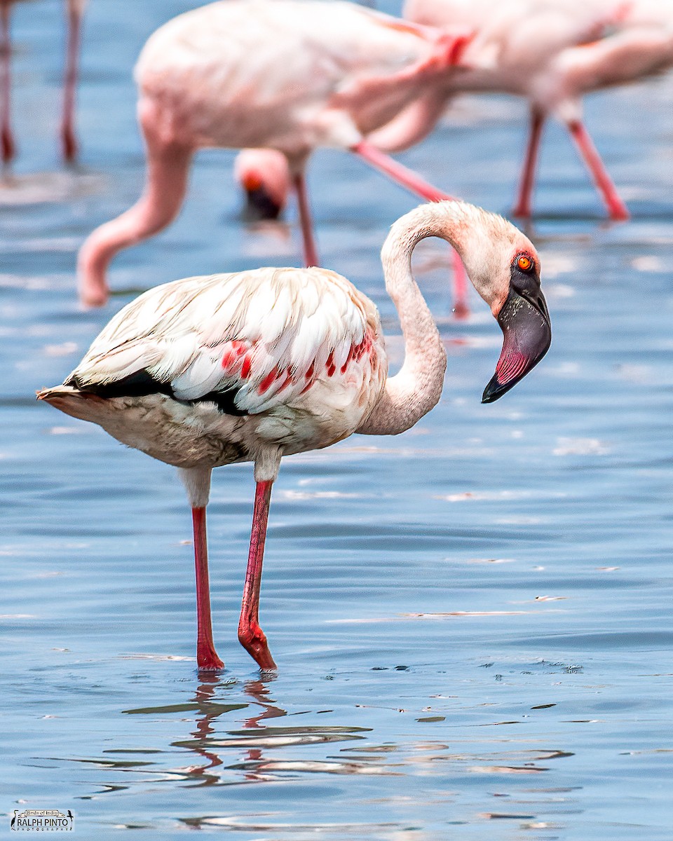 Lesser Flamingo - Ralph Pinto