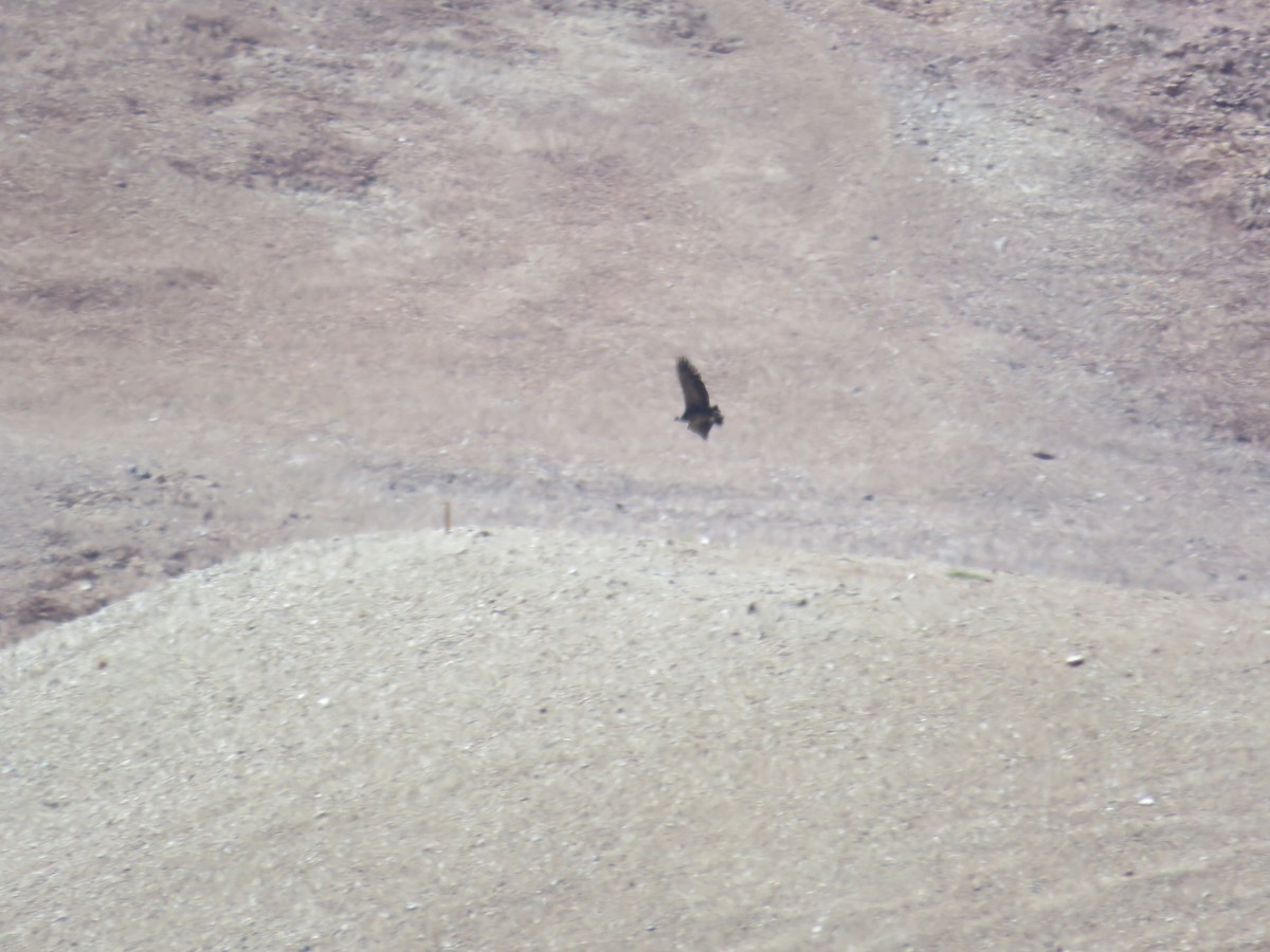 Andean Condor - ML51062221