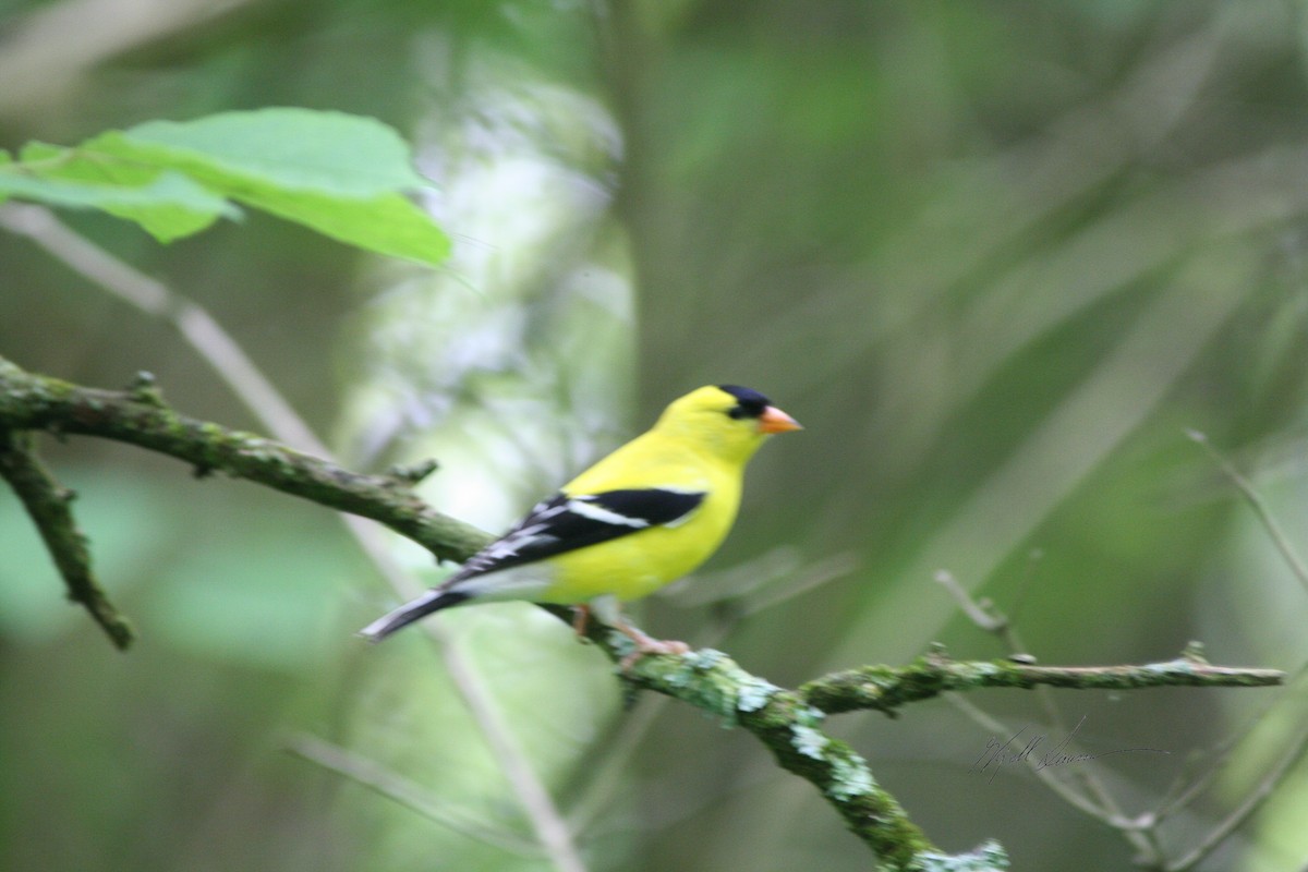 Chardonneret jaune - ML510622421