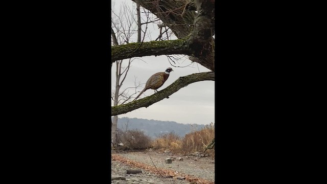 Ring-necked Pheasant - ML510624341